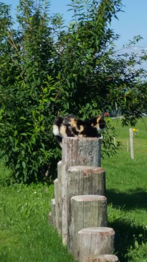 Hof Laesser Möggers Buitenkant foto